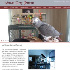african-grey-parrot.com african greys, african grey parrots, greys african-grey-parrot.com african greys, african grey parrots, greys