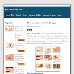 Brown Recluse Spider - bites, wounds, habitat and distribution