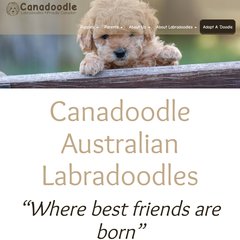 canadoodle australian labradoodles