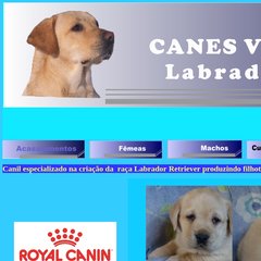 Canil Canes Venatici - Labrador Retriever filhote amarelo e chocolate