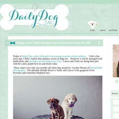 Daily Dog Tag | Featuring great dogs and professional photography!