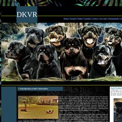 dkv rottweilers