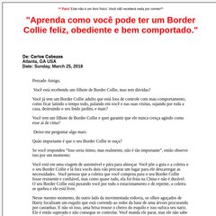 Guia Border Collie Adestramento