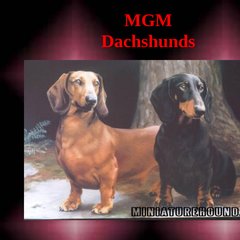 mgm dachshunds
