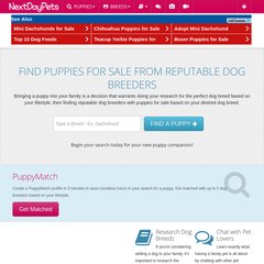 Dogs & Puppies - Next Day Pets