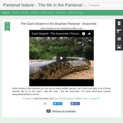 pantanalbios.blogspot.com 22:07, 18:23, Jaguars in the region of Porto Jofre