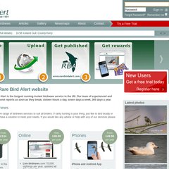 www.Rarebirdalert.co.uk - Rare Bird Alert